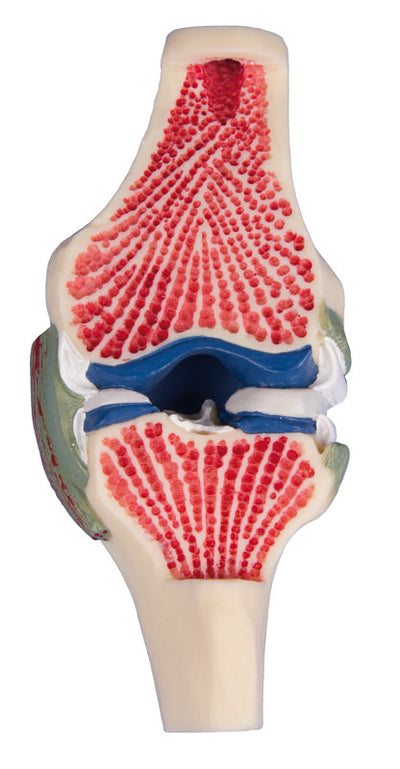 Gelenkschnitt-Modell des Knies, 4570 Erler-Zimmer
