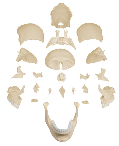 Osteopathie-Schädelmodell, 22-teilig, anatomische Ausführung - EZ Augmented Anatomy, 4701 Erler-Zimmer