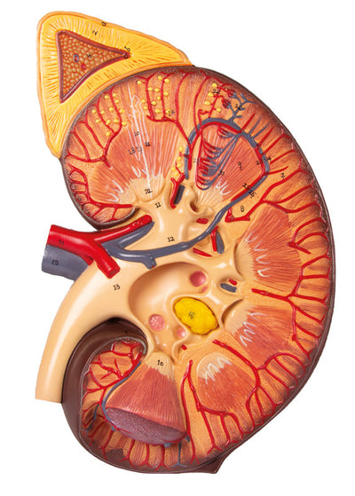 Nierenschnitt, Nephron und Nierenkörperchen, K111 Erler-Zimmer